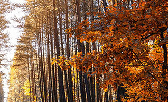 快手一哥辛巴退出直播！身体问题成隐退主因？